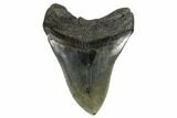 Fossil Megalodon Tooth - South Carolina #164992-1